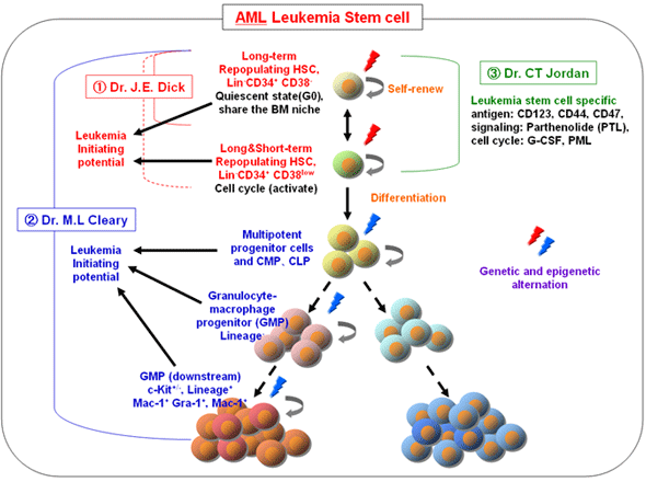 AML�ɂ����锒���a���זE