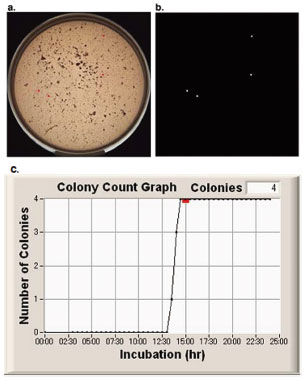 図12 MicroBio μ3D™によるハンバーグ片の中の４個のE.coliコロニーの計数 a. シャーレ全体の影像（赤コロニーマーカー付き） b. コロニーマーカー c. コロニーカウントグラフ