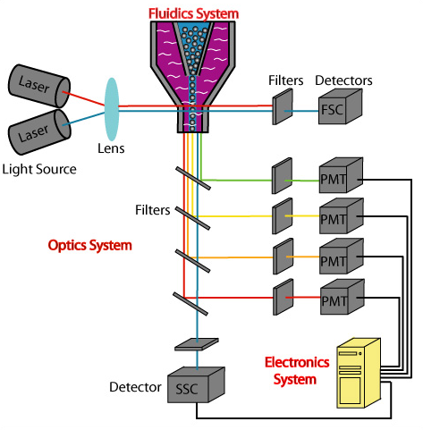 fig1