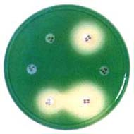 ミューラーヒントンii寒天培地 日本bd