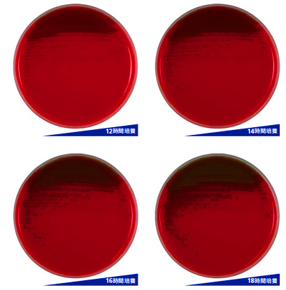 Streptococcus pneumoniae（臨床株）での発育試験