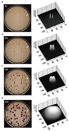 図11 MicroBio μ3Dによる重なり検出とマイクロコロニーからの分離計数 t＝8h 寒天培地全体の2D影像とコロニー２個（矢印部分）の3D影像 t＝12h 寒天培地全体の2D影像とコロニー２個（矢印部分）の3D影像 t＝16h 寒天培地全体の2D影像とコロニー２個（矢印部分）の3D影像 t＝24h 寒天培地全体の2D影像とコロニー２個（矢印部分）の3D影像