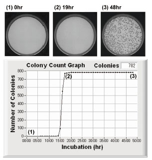 図15 C. albicans 検出・計数（2）安定値　（3）確定値