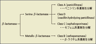 図1　β-ラクタマーゼの分類（Ambler）