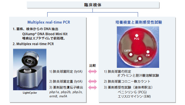 図1　既存の検査法と遺伝子迅速診断の比較