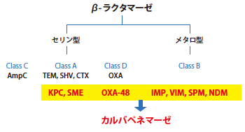 図1 β- ラクタマーゼの分類とカルバペネマーゼとの関係