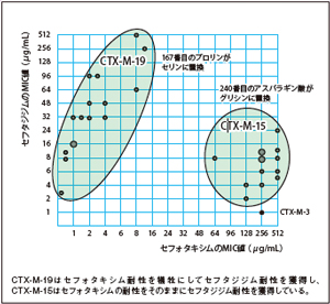 図1 CTX-M-3のアミノ酸置換が生じた変異酵素、CTX-M-15および CTX-M-19の薬剤感受性の違い （文献16を引用・改変）