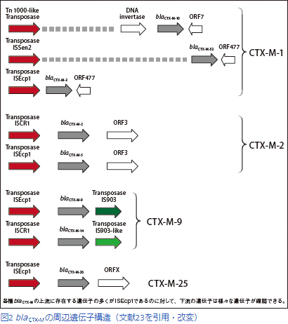 図2 bla <sub>CTX-M</sub>の周辺遺伝子構造（文献23を引用・改変）