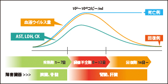 SFTS診療の手引き【第3版】より引用