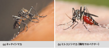 図１ デングウイルスを媒介する蚊 (a)ネッタイシマカ (b) ヒトスジシマカ（国内でのベクター）